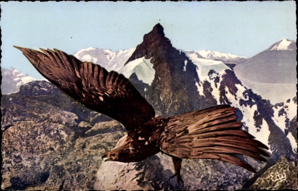 CPA Les Alpes, Un aigle royal authentic, Massif de la Vanoise