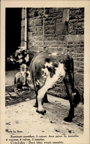 CPA Ruminant possédant 3 cuisses, deux paires de mamelles 8 trayons, 4 vulves, 2 intestins