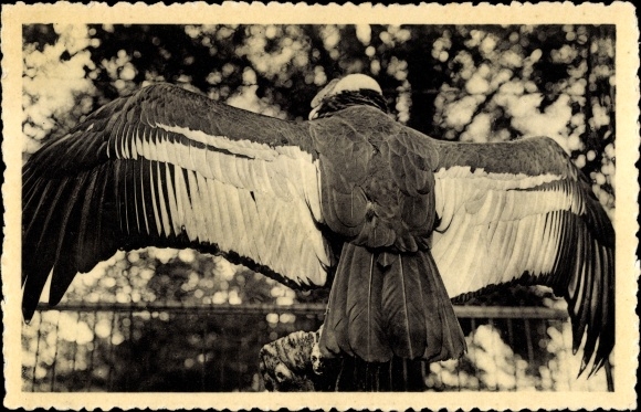 Postcard Antwerp Anvers Flanders, condor with spread wings in the enclosure