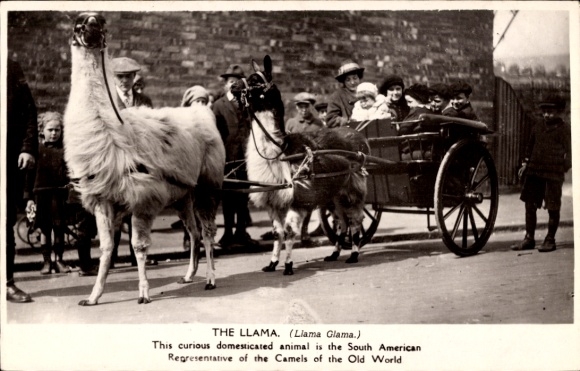 Postcard Lamas pulling a carriage, children