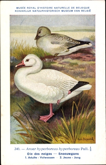 Künstler Ak Dupond, Hub., Oie des neiges, Sneeuwgans, Nr 340
