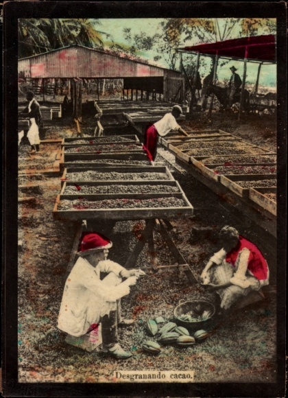 Foto Costa Rica, Desgranando cacao