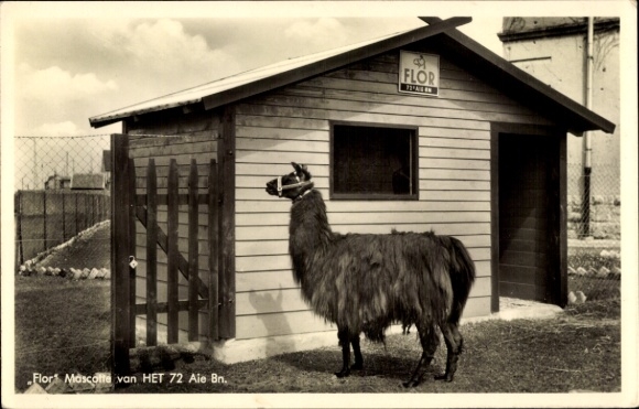 Postcard Flor Mascotte, Llama