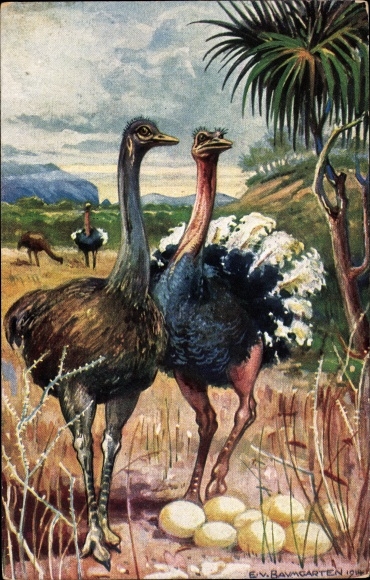 Artist PC Baumgarten, E. von, ostriches in South West Africa, ostrich eggs, German colonial areas