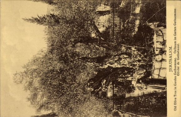 PC Jerusalem Israel, Old Olive Tree, Garden of Gethsemane, JERUSALEM, Olive Tree, Souvenir