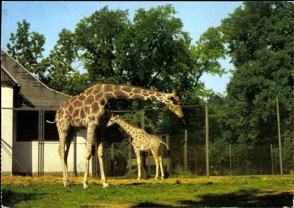 Postcard Dresden Strehlen, Zoological Garden, Giraffes