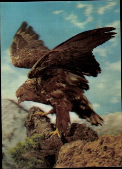 3 D Postcard eagle on rock