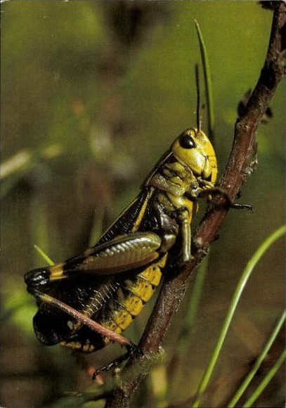 7 old Postcard beetles and other insects, various views
