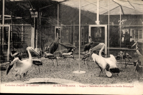 Postcard Saigon Cochinchine Vietnam, interior of the garden in the Botanical Garden