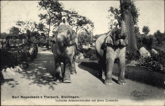 PC Hamburg Eimsbüttel Stellingen, Carl Hagenbecks Tierpark, Indian working elephants