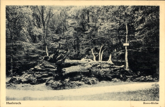 Postcard Hude near Oldenburg, Hasbruch primeval forest, Roon oak, forest scene, nature, black and white photo