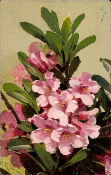 Artist Postcard Klein, Catharina, Flowers