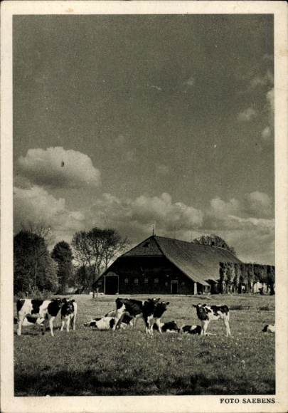 Postcard Groothusen Krummhörn Ostfriesland, farm near Groothusen, grazing cows