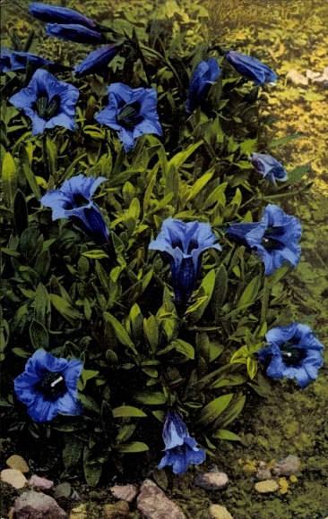 PC Traunstein in Upper Bavaria, gentian, evening sun, July 1910