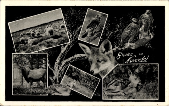 Postcard Netherlands, zoo, deer, roe deer, fox, birds