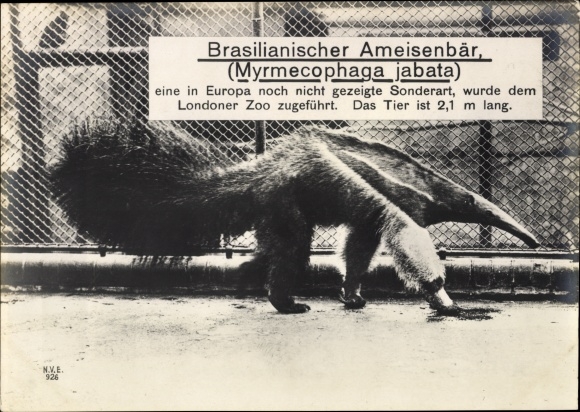 Giant Postcard London, Brazilian Anteater, Myrmecophaga jabata, Zoo
