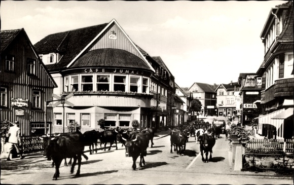 Postcard Braunlage in the Upper Harz, ladies&#39; chapel, herd of cattle in town