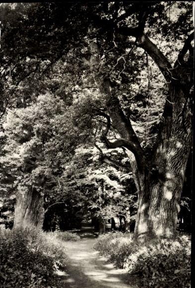 Postcard Ivenack in Mecklenburg, 1000-year-old oaks, castle park, natural monuments