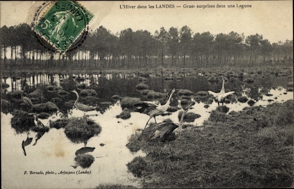 Postcard Landes, Winter, Surprise Cranes in a Lagoon, Kraniche