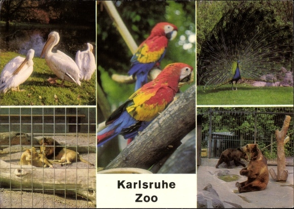 Postcard Zoo Karlsruhe, pelicans, lions, yellow-winged macaws, peacocks, brown bears