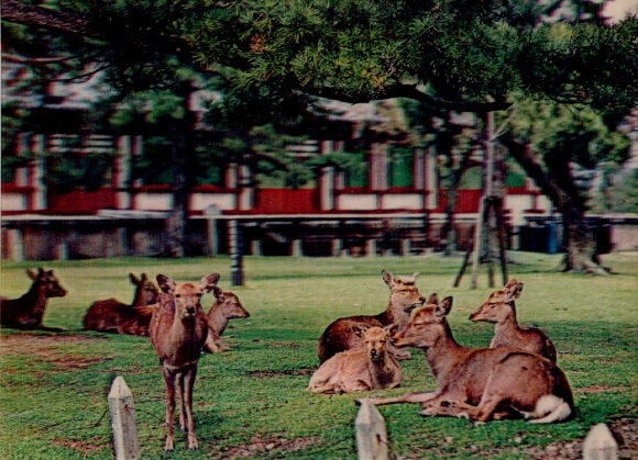 3-D Ak Rehe, Park