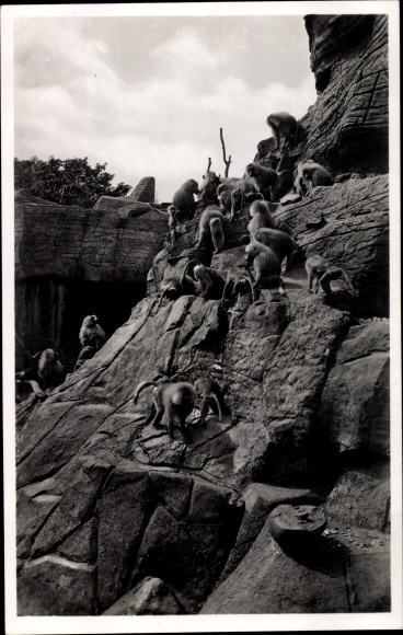 PC Hamburg Eimsbüttel Stellingen, Carl Hagenbeck&#39;s zoo, monkey rock, hamadry baboons