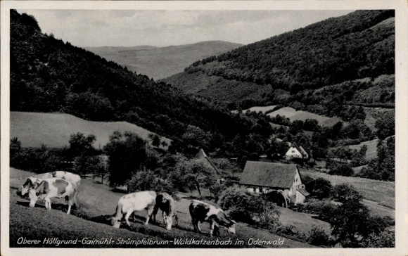 Ak Waldkatzenbach Waldbrunn im Odenwald, Oberer Höllgrund, weidende Kühe, Gaimühl, Strümpelbrunn