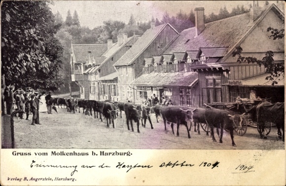 Ak Bad Harzburg am Harz, Molkenhaus, Kühe auf der Straße