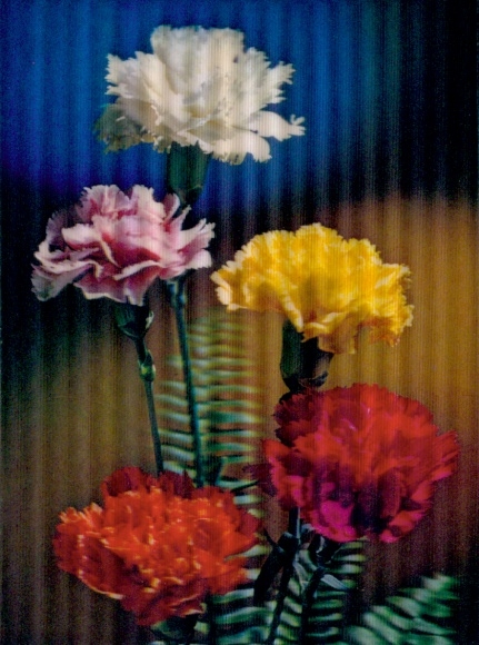 3-D Postcard Blooming Flowers, Carnations