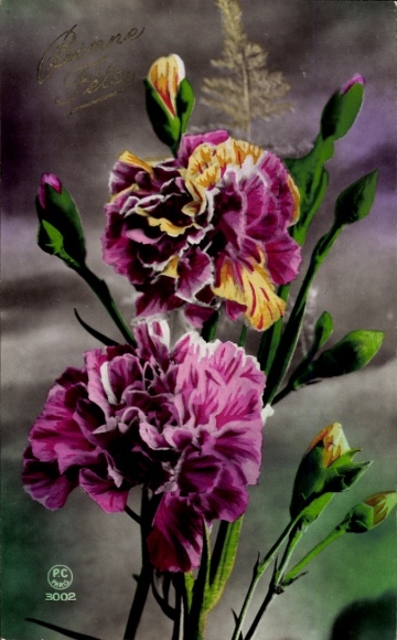 Postcard Congratulations, Carnations