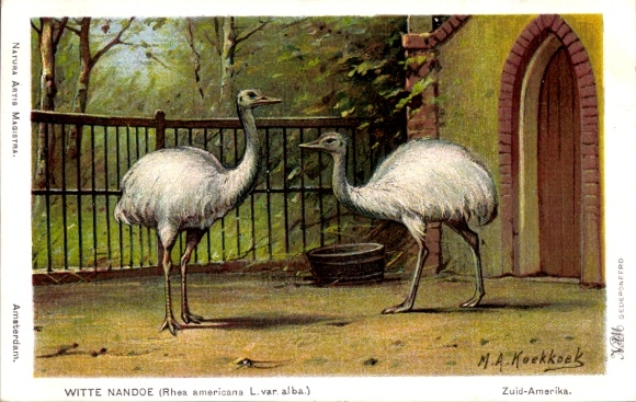 Artist Postcard Koekkoek, MA, Witte Nandoe, Rhea americana