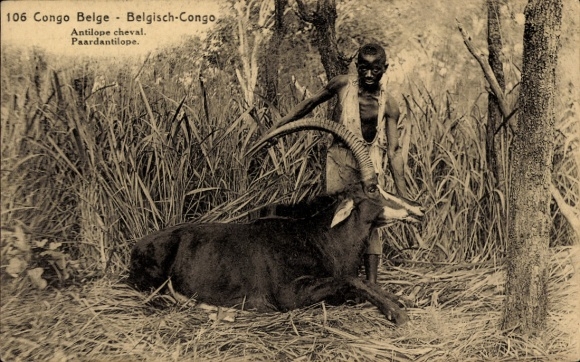 Postal stationery Postcard Belgian Congo Democratic Republic of Congo Zaire, Roan antelope