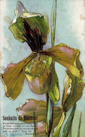 Artist Postcard Klein, Catharina, orchid, blossom