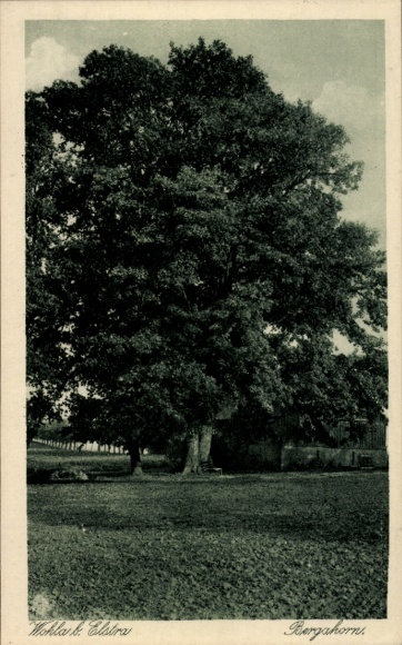 Postcard Wohla Elstra Saxony, sycamore maple