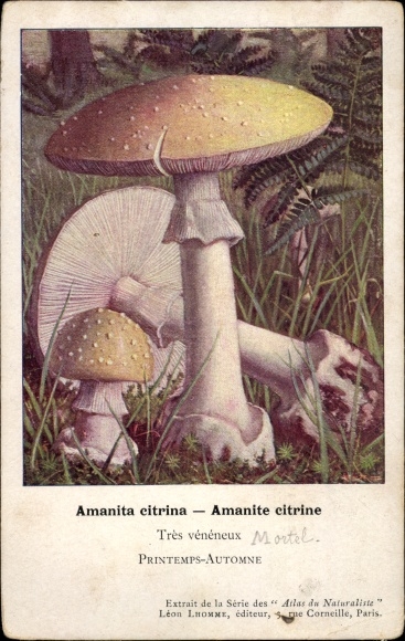 Grzyby ak, Amanita citrina