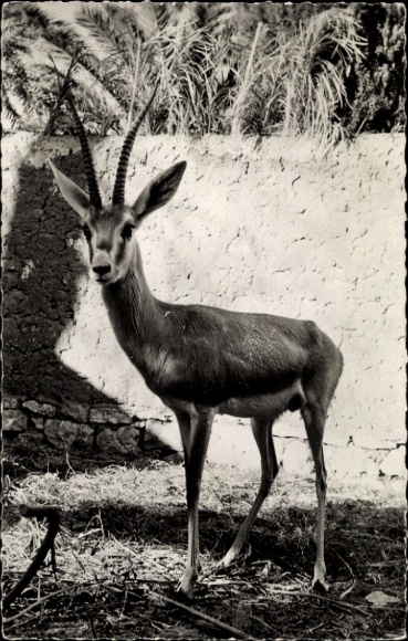 Postcard African Fauna, Sand Gazelle