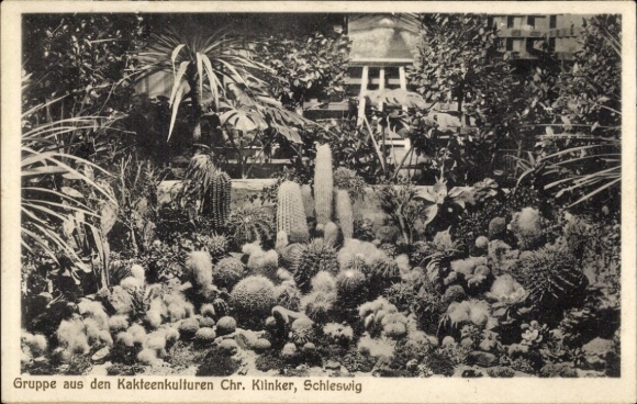 Ak Schleswig an der Schlei, groep uit de cactusculturen Chr. Klinker