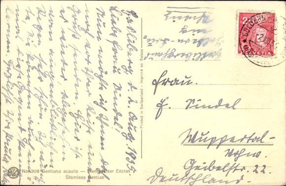Postcard Gentiana acaulis, Stemless Gentian