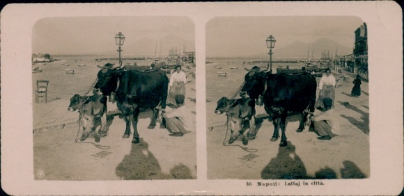 Stereo Photo Naples Campania, Street Scene with Cattle