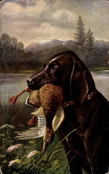 Artist Postcard Müller, Aug., Hunting dog with duck
