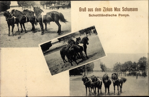 Postcard Circus Max Schumann, Scottish Ponies