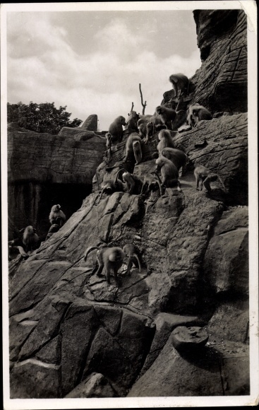 PC Hamburg Eimsbüttel Stellingen, Carl Hagenbeck&#39;s zoo, monkey rock, hamadry baboons