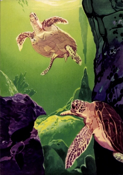 Artysta KP Wendt, Turtles, Curta & Co GmbH