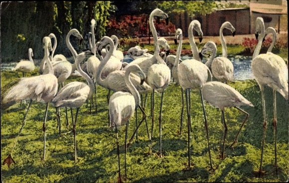 Postcard flamingos, birds