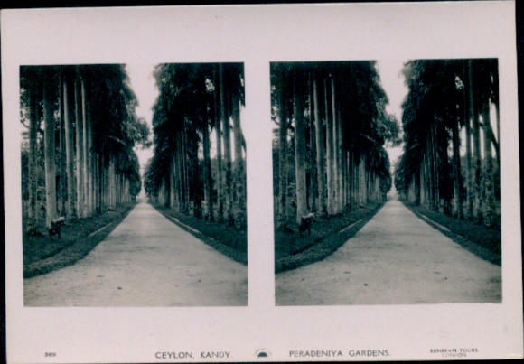 Stereo Photo Kandy Sri Lanka Ceylon, Peradeniya Gardens