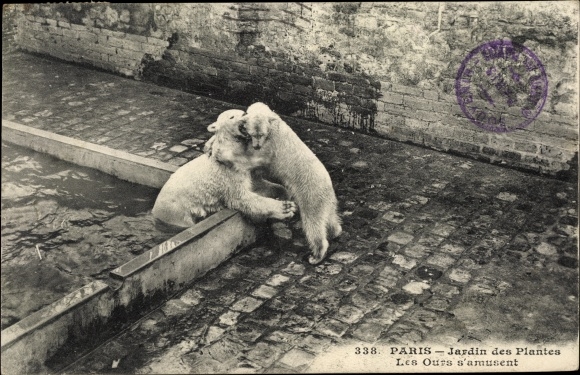 Postcard Paris, Jardin des Plantes, Bears have fun, Eisbären