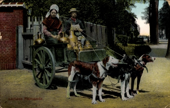 Ak Hondenkar, Milchwagen, Hundekarren