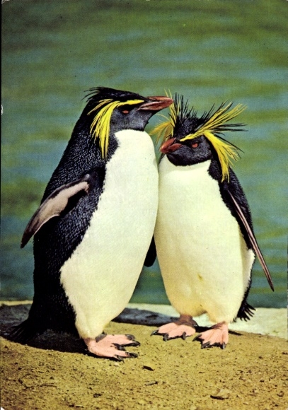 Postcard Rockhopper penguins in Leipzig Zoo, penguin pair