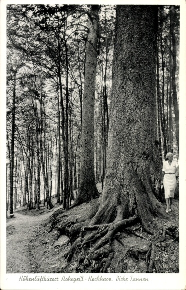 Postcard Hohegeiß Braunlage in the Upper Harz, Thick Firs