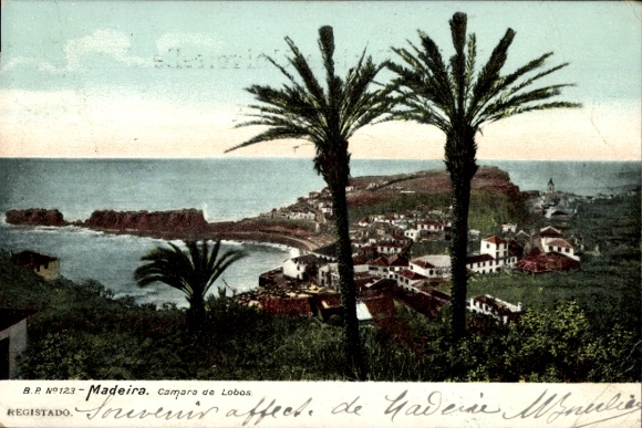 Postcard Madeira Island Portugal, Camara de Lobos, palm trees